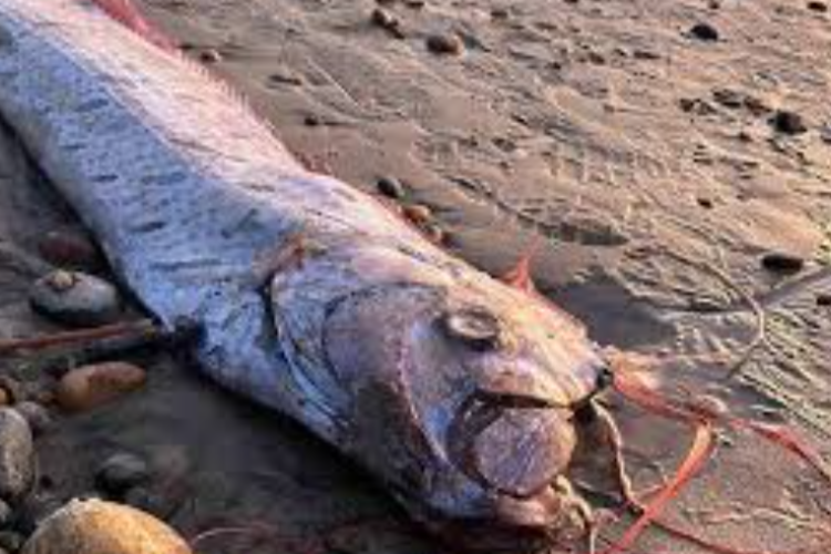 [FULL] The Fish Video Link Uncut Uncensored HD Newest Update on 2025, Hurry Up and Download Before It Gets Deleted