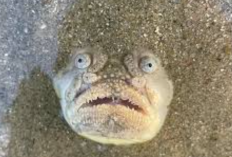 What is 'The Fish Video' Go Viral In Early 2025? This is The Country It Came From